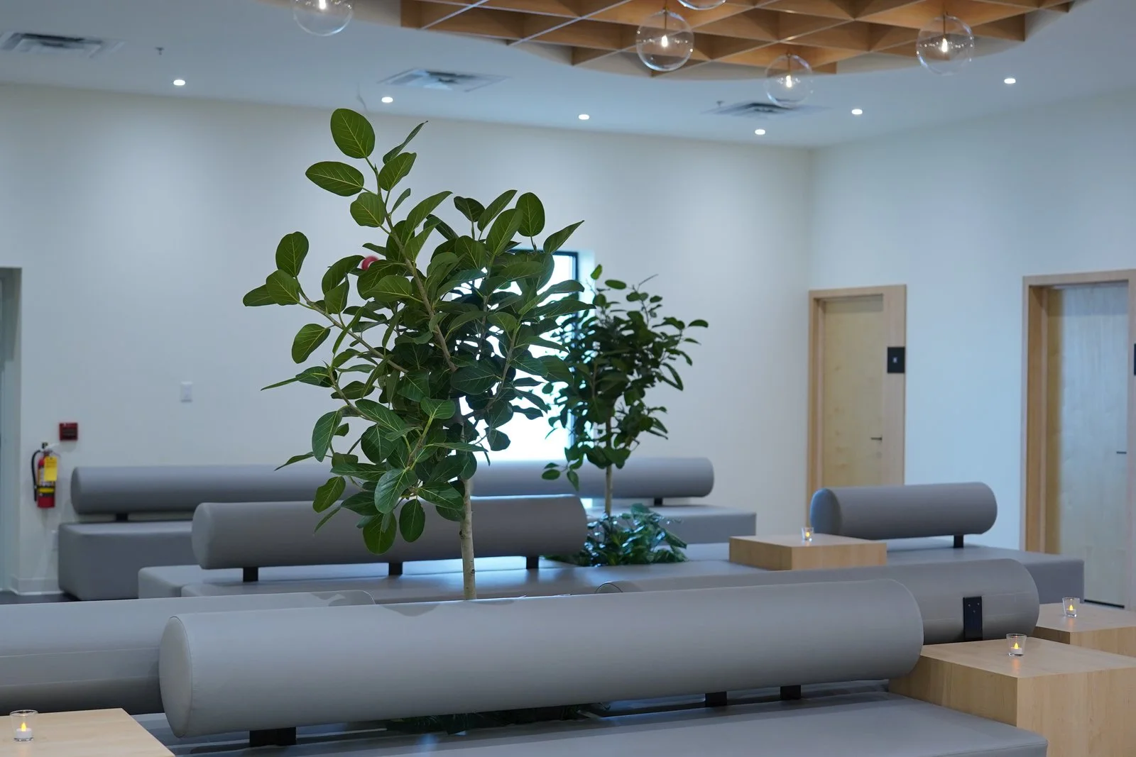 The waiting area with a fig tree under the wood ceiling